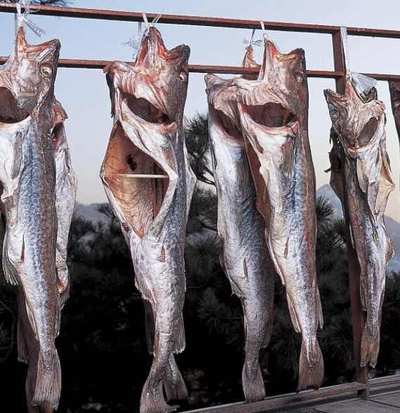 중형 냉동가공 명태