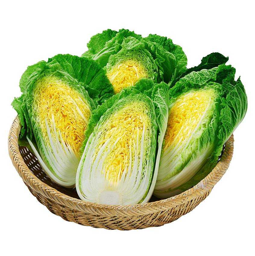 고랭지 여름배추