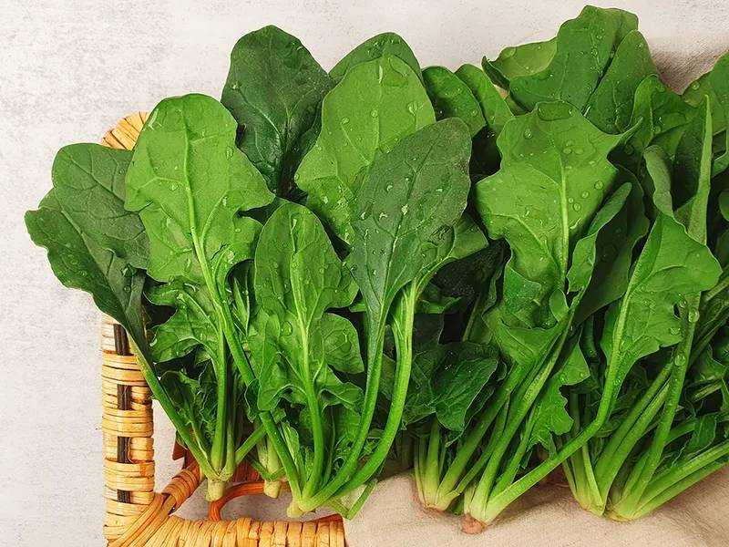 신선한 시금치