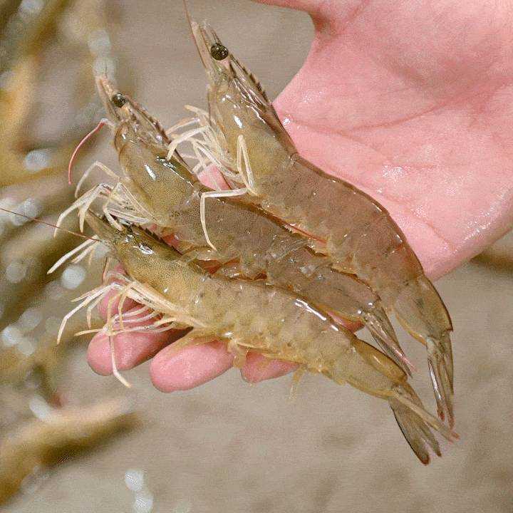 수입산 흰다리새우